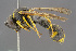  ( - BC-ZSM-HYM-29771-G04)  @11 [ ] CreativeCommons - Attribution Non-Commercial Share-Alike (2018) SNSB, Staatliche Naturwissenschaftliche Sammlungen Bayerns ZSM (SNSB, Zoologische Staatssammlung Muenchen)