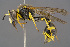  (Eumenes subpomiformis - BC-ZSM-HYM-29771-G05)  @15 [ ] CreativeCommons - Attribution Non-Commercial Share-Alike (2018) SNSB, Staatliche Naturwissenschaftliche Sammlungen Bayerns ZSM (SNSB, Zoologische Staatssammlung Muenchen)