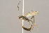  ( - BC-ZSM-HYM-29772-C05)  @14 [ ] CreativeCommons - Attribution Non-Commercial Share-Alike (2018) SNSB, Staatliche Naturwissenschaftliche Sammlungen Bayerns ZSM (SNSB, Zoologische Staatssammlung Muenchen)