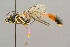  (Barylypa delictor - BC-ZSM-HYM-29772-D02)  @15 [ ] CreativeCommons - Attribution Non-Commercial Share-Alike (2018) SNSB, Staatliche Naturwissenschaftliche Sammlungen Bayerns ZSM (SNSB, Zoologische Staatssammlung Muenchen)