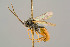  ( - BC-ZSM-HYM-29772-E05)  @11 [ ] CreativeCommons - Attribution Non-Commercial Share-Alike (2018) SNSB, Staatliche Naturwissenschaftliche Sammlungen Bayerns ZSM (SNSB, Zoologische Staatssammlung Muenchen)
