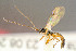  ( - BC-ZSM-HYM-29772-E07)  @13 [ ] CreativeCommons - Attribution Non-Commercial Share-Alike (2018) SNSB, Staatliche Naturwissenschaftliche Sammlungen Bayerns ZSM (SNSB, Zoologische Staatssammlung Muenchen)