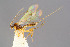  ( - BC-ZSM-HYM-29772-E11)  @11 [ ] CreativeCommons - Attribution Non-Commercial Share-Alike (2018) SNSB, Staatliche Naturwissenschaftliche Sammlungen Bayerns ZSM (SNSB, Zoologische Staatssammlung Muenchen)