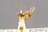  ( - BC-ZSM-HYM-29772-F05)  @11 [ ] CreativeCommons - Attribution Non-Commercial Share-Alike (2018) SNSB, Staatliche Naturwissenschaftliche Sammlungen Bayerns ZSM (SNSB, Zoologische Staatssammlung Muenchen)