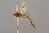  (Anomalon cruentatum - BC-ZSM-HYM-29772-F08)  @15 [ ] CreativeCommons - Attribution Non-Commercial Share-Alike (2018) SNSB, Staatliche Naturwissenschaftliche Sammlungen Bayerns ZSM (SNSB, Zoologische Staatssammlung Muenchen)