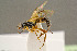  ( - BC-ZSM-HYM-29772-H03)  @12 [ ] CreativeCommons - Attribution Non-Commercial Share-Alike (2018) SNSB, Staatliche Naturwissenschaftliche Sammlungen Bayerns ZSM (SNSB, Zoologische Staatssammlung Muenchen)