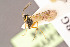  ( - BC-ZSM-HYM-29772-H04)  @12 [ ] CreativeCommons - Attribution Non-Commercial Share-Alike (2018) SNSB, Staatliche Naturwissenschaftliche Sammlungen Bayerns ZSM (SNSB, Zoologische Staatssammlung Muenchen)