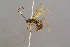  ( - BC-ZSM-HYM-29772-H10)  @11 [ ] CreativeCommons - Attribution Non-Commercial Share-Alike (2018) SNSB, Staatliche Naturwissenschaftliche Sammlungen Bayerns ZSM (SNSB, Zoologische Staatssammlung Muenchen)