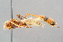  (Barylypa rufa - BC-ZSM-HYM-29773-E01)  @13 [ ] CreativeCommons - Attribution Non-Commercial Share-Alike (2018) SNSB, Staatliche Naturwissenschaftliche Sammlungen Bayerns ZSM (SNSB, Zoologische Staatssammlung Muenchen)