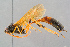  ( - BC-ZSM-HYM-29773-F08)  @15 [ ] CreativeCommons - Attribution Non-Commercial Share-Alike (2018) SNSB, Staatliche Naturwissenschaftliche Sammlungen Bayerns ZSM (SNSB, Zoologische Staatssammlung Muenchen)