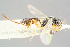  (Probles gilvipes - BC-ZSM-HYM-29773-H02)  @11 [ ] CreativeCommons - Attribution Non-Commercial Share-Alike (2018) SNSB, Staatliche Naturwissenschaftliche Sammlungen Bayerns ZSM (SNSB, Zoologische Staatssammlung Muenchen)