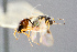  ( - BC-ZSM-HYM-29773-H03)  @11 [ ] CreativeCommons - Attribution Non-Commercial Share-Alike (2018) SNSB, Staatliche Naturwissenschaftliche Sammlungen Bayerns ZSM (SNSB, Zoologische Staatssammlung Muenchen)