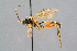  ( - BC-ZSM-HYM-29773-H09)  @11 [ ] CreativeCommons - Attribution Non-Commercial Share-Alike (2018) SNSB, Staatliche Naturwissenschaftliche Sammlungen Bayerns ZSM (SNSB, Zoologische Staatssammlung Muenchen)