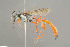  ( - BC-ZSM-HYM-29774-B04)  @15 [ ] CreativeCommons - Attribution Non-Commercial Share-Alike (2018) SNSB, Staatliche Naturwissenschaftliche Sammlungen Bayerns ZSM (SNSB, Zoologische Staatssammlung Muenchen)