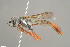  ( - BC-ZSM-HYM-29774-B05)  @15 [ ] CreativeCommons - Attribution Non-Commercial Share-Alike (2018) SNSB, Staatliche Naturwissenschaftliche Sammlungen Bayerns ZSM (SNSB, Zoologische Staatssammlung Muenchen)