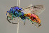  ( - BC-ZSM-HYM-29774-F02)  @13 [ ] CreativeCommons - Attribution Non-Commercial Share-Alike (2018) SNSB, Staatliche Naturwissenschaftliche Sammlungen Bayerns ZSM (SNSB, Zoologische Staatssammlung Muenchen)