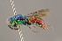  (Chrysis horridula - BC-ZSM-HYM-29774-F06)  @14 [ ] CreativeCommons - Attribution Non-Commercial Share-Alike (2018) SNSB, Staatliche Naturwissenschaftliche Sammlungen Bayerns ZSM (SNSB, Zoologische Staatssammlung Muenchen)