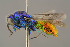  ( - BC-ZSM-HYM-29774-F10)  @14 [ ] CreativeCommons - Attribution Non-Commercial Share-Alike (2018) SNSB, Staatliche Naturwissenschaftliche Sammlungen Bayerns ZSM (SNSB, Zoologische Staatssammlung Muenchen)