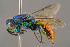  ( - BC-ZSM-HYM-29774-F11)  @13 [ ] CreativeCommons - Attribution Non-Commercial Share-Alike (2018) SNSB, Staatliche Naturwissenschaftliche Sammlungen Bayerns ZSM (SNSB, Zoologische Staatssammlung Muenchen)