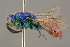  ( - BC-ZSM-HYM-29774-F12)  @14 [ ] CreativeCommons - Attribution Non-Commercial Share-Alike (2018) SNSB, Staatliche Naturwissenschaftliche Sammlungen Bayerns ZSM (SNSB, Zoologische Staatssammlung Muenchen)