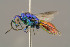  ( - BC-ZSM-HYM-29774-G12)  @13 [ ] CreativeCommons - Attribution Non-Commercial Share-Alike (2018) SNSB, Staatliche Naturwissenschaftliche Sammlungen Bayerns ZSM (SNSB, Zoologische Staatssammlung Muenchen)