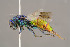  ( - BC-ZSM-HYM-29774-H04)  @14 [ ] CreativeCommons - Attribution Non-Commercial Share-Alike (2018) SNSB, Staatliche Naturwissenschaftliche Sammlungen Bayerns ZSM (SNSB, Zoologische Staatssammlung Muenchen)