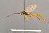  (Barylypa rubricator - BC-ZSM-HYM-29816-B11)  @11 [ ] CreativeCommons - Attribution Non-Commercial Share-Alike (2017) SNSB, Staatliche Naturwissenschaftliche Sammlungen Bayerns ZSM (SNSB, Zoologische Staatssammlung Muenchen)