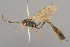  ( - BC-ZSM-HYM-29816-C05)  @11 [ ] CreativeCommons - Attribution Non-Commercial Share-Alike (2017) SNSB, Staatliche Naturwissenschaftliche Sammlungen Bayerns ZSM (SNSB, Zoologische Staatssammlung Muenchen)