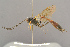  ( - BC-ZSM-HYM-29816-C07)  @14 [ ] CreativeCommons - Attribution Non-Commercial Share-Alike (2017) SNSB, Staatliche Naturwissenschaftliche Sammlungen Bayerns ZSM (SNSB, Zoologische Staatssammlung Muenchen)