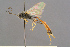  ( - BC-ZSM-HYM-29816-G07)  @11 [ ] CreativeCommons - Attribution Non-Commercial Share-Alike (2017) SNSB, Staatliche Naturwissenschaftliche Sammlungen Bayerns ZSM (SNSB, Zoologische Staatssammlung Muenchen)