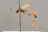  ( - BC-ZSM-HYM-29816-G08)  @11 [ ] CreativeCommons - Attribution Non-Commercial Share-Alike (2017) SNSB, Staatliche Naturwissenschaftliche Sammlungen Bayerns ZSM (SNSB, Zoologische Staatssammlung Muenchen)