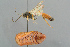  ( - BC-ZSM-HYM-29816-G10)  @11 [ ] CreativeCommons - Attribution Non-Commercial Share-Alike (2017) SNSB, Staatliche Naturwissenschaftliche Sammlungen Bayerns ZSM (SNSB, Zoologische Staatssammlung Muenchen)