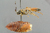  ( - BC-ZSM-HYM-29816-G11)  @11 [ ] CreativeCommons - Attribution Non-Commercial Share-Alike (2017) SNSB, Staatliche Naturwissenschaftliche Sammlungen Bayerns ZSM (SNSB, Zoologische Staatssammlung Muenchen)