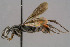  ( - BC-ZSM-HYM-30223-A09)  @11 [ ] CreativeCommons - Attribution Non-Commercial Share-Alike (2019) SNSB, Staatliche Naturwissenschaftliche Sammlungen Bayerns ZSM (SNSB, Zoologische Staatssammlung Muenchen)
