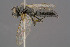  ( - BC-ZSM-HYM-30223-B08)  @11 [ ] CreativeCommons - Attribution Non-Commercial Share-Alike (2019) SNSB, Staatliche Naturwissenschaftliche Sammlungen Bayerns ZSM (SNSB, Zoologische Staatssammlung Muenchen)