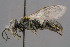  ( - BC-ZSM-HYM-30223-B10)  @11 [ ] CreativeCommons - Attribution Non-Commercial Share-Alike (2019) SNSB, Staatliche Naturwissenschaftliche Sammlungen Bayerns ZSM (SNSB, Zoologische Staatssammlung Muenchen)