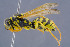  (Polistes foederatus - BC-ZSM-HYM-30223-C12)  @15 [ ] CreativeCommons - Attribution Non-Commercial Share-Alike (2019) SNSB, Staatliche Naturwissenschaftliche Sammlungen Bayerns ZSM (SNSB, Zoologische Staatssammlung Muenchen)