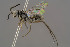  ( - BC-ZSM-HYM-30223-E01)  @11 [ ] CreativeCommons - Attribution Non-Commercial Share-Alike (2019) SNSB, Staatliche Naturwissenschaftliche Sammlungen Bayerns ZSM (SNSB, Zoologische Staatssammlung Muenchen)