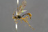  ( - BC-ZSM-HYM-30223-G05)  @13 [ ] CreativeCommons - Attribution Non-Commercial Share-Alike (2019) SNSB, Staatliche Naturwissenschaftliche Sammlungen Bayerns ZSM (SNSB, Zoologische Staatssammlung Muenchen)