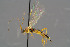  ( - BC-ZSM-HYM-30223-G08)  @14 [ ] CreativeCommons - Attribution Non-Commercial Share-Alike (2019) SNSB, Staatliche Naturwissenschaftliche Sammlungen Bayerns ZSM (SNSB, Zoologische Staatssammlung Muenchen)