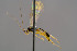  ( - BC-ZSM-HYM-30223-G10)  @11 [ ] CreativeCommons - Attribution Non-Commercial Share-Alike (2019) SNSB, Staatliche Naturwissenschaftliche Sammlungen Bayerns ZSM (SNSB, Zoologische Staatssammlung Muenchen)