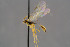  ( - BC-ZSM-HYM-30223-H04)  @13 [ ] CreativeCommons - Attribution Non-Commercial Share-Alike (2019) SNSB, Staatliche Naturwissenschaftliche Sammlungen Bayerns ZSM (SNSB, Zoologische Staatssammlung Muenchen)