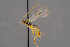  ( - BC-ZSM-HYM-30223-H05)  @13 [ ] CreativeCommons - Attribution Non-Commercial Share-Alike (2019) SNSB, Staatliche Naturwissenschaftliche Sammlungen Bayerns ZSM (SNSB, Zoologische Staatssammlung Muenchen)