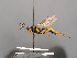  (Diphyus fossorius - BC-ZSM-HYM-30226-B01)  @11 [ ] CreativeCommons - Attribution Non-Commercial Share-Alike (2018) SNSB, Staatliche Naturwissenschaftliche Sammlungen Bayerns ZSM (SNSB, Zoologische Staatssammlung Muenchen)