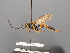  ( - BC-ZSM-HYM-30226-B02)  @11 [ ] CreativeCommons - Attribution Non-Commercial Share-Alike (2018) SNSB, Staatliche Naturwissenschaftliche Sammlungen Bayerns ZSM (SNSB, Zoologische Staatssammlung Muenchen)