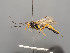  ( - BC-ZSM-HYM-30226-B03)  @11 [ ] CreativeCommons - Attribution Non-Commercial Share-Alike (2018) SNSB, Staatliche Naturwissenschaftliche Sammlungen Bayerns ZSM (SNSB, Zoologische Staatssammlung Muenchen)