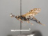  (Diphyus latebricola - BC-ZSM-HYM-30226-B04)  @13 [ ] CreativeCommons - Attribution Non-Commercial Share-Alike (2018) SNSB, Staatliche Naturwissenschaftliche Sammlungen Bayerns ZSM (SNSB, Zoologische Staatssammlung Muenchen)
