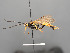  ( - BC-ZSM-HYM-30226-C07)  @11 [ ] CreativeCommons - Attribution Non-Commercial Share-Alike (2018) SNSB, Staatliche Naturwissenschaftliche Sammlungen Bayerns ZSM (SNSB, Zoologische Staatssammlung Muenchen)