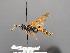  ( - BC-ZSM-HYM-30226-C12)  @13 [ ] CreativeCommons - Attribution Non-Commercial Share-Alike (2018) SNSB, Staatliche Naturwissenschaftliche Sammlungen Bayerns ZSM (SNSB, Zoologische Staatssammlung Muenchen)