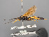  ( - BC-ZSM-HYM-30226-D02)  @11 [ ] CreativeCommons - Attribution Non-Commercial Share-Alike (2018) SNSB, Staatliche Naturwissenschaftliche Sammlungen Bayerns ZSM (SNSB, Zoologische Staatssammlung Muenchen)